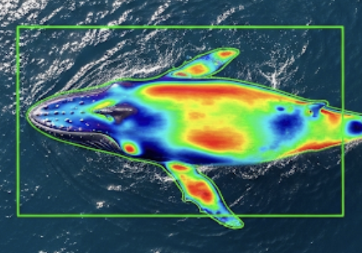 Explainability in Conservation project image